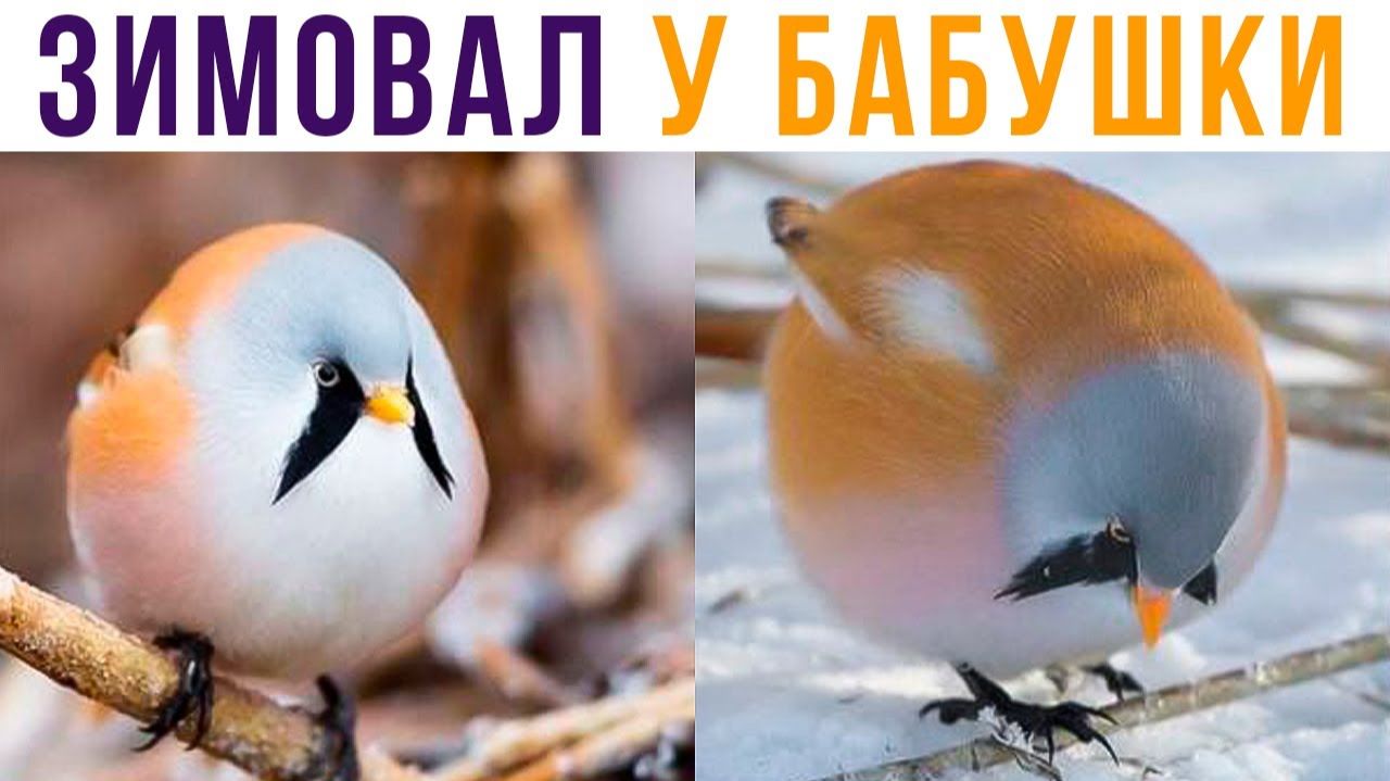 ЗИМОВАЛ У БАБУШКИ))) Приколы смотреть онлайн