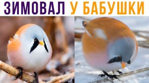 ЗИМОВАЛ У БАБУШКИ))) Приколы
