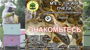 Знакомьтесь -Местная Пчела