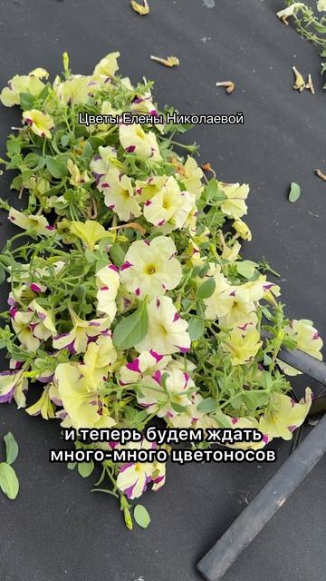 ЧТОБЫ ПЕТУНИЯ ЦВЕЛА ШАРОМ! СДЕЛАЙТЕ ТАК!