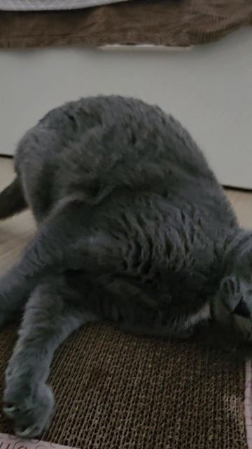 Новая когтеточка 😻 смотреть онлайн