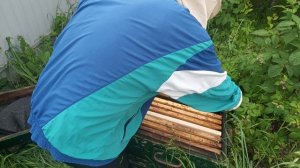 Безматочный отводок подвергся нападу