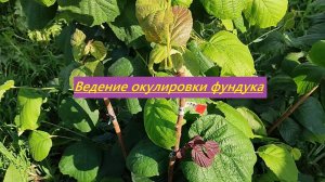 Ведение окулировок фундука и результаты весенней прививки