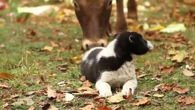 Готовим тыквенный плов. смотреть онлайн