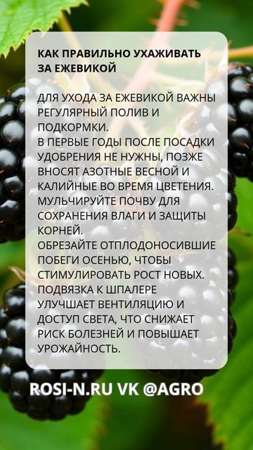Как правильно ухаживать за ежевикой