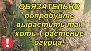 Огурцы будут самыми ранними - проверенный способ посадки! Попробуйте