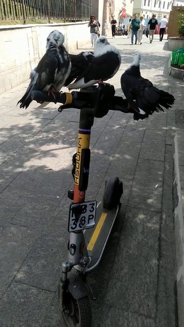 Пернатые захватчики осваивают транспорт🪽🐦_⬛🐦