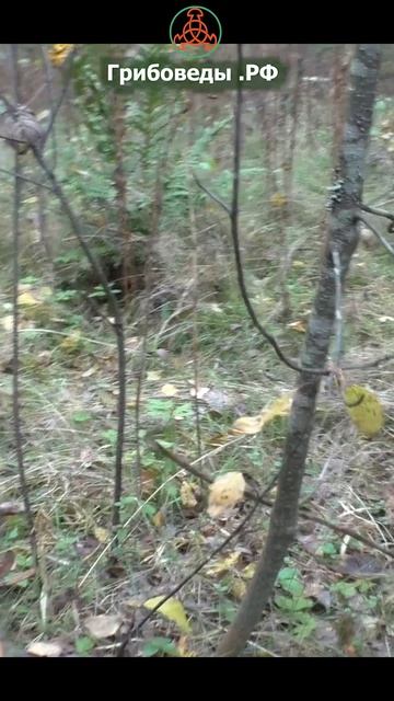 Опёнок летний - Kuehneromyces mutabilis. Съедобный, ароматный гриб. смотреть онлайн