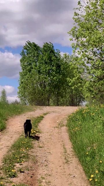 красотка напрогулке