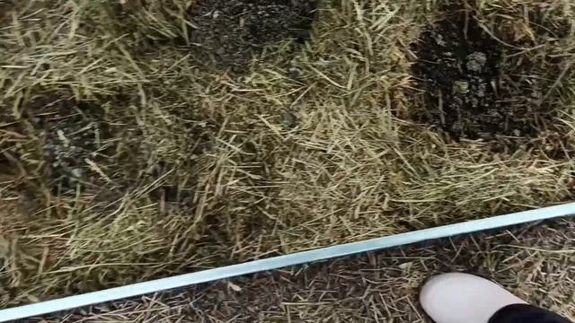 15 мая 2024 г.Посеяла газон из клевера.