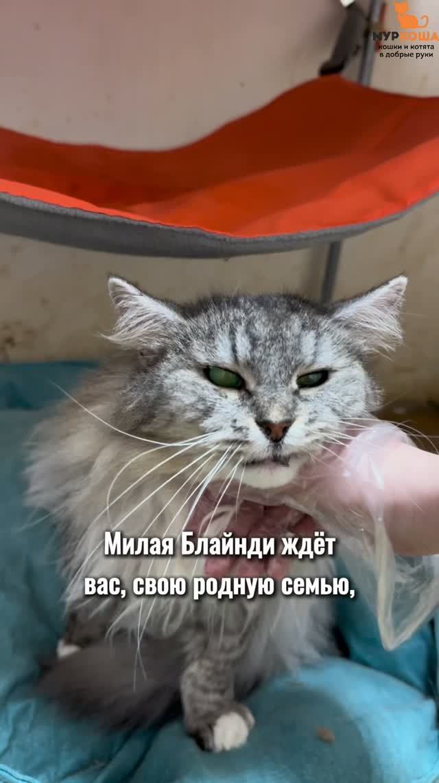 Блайнди ждёт вас в приюте #Муркоша