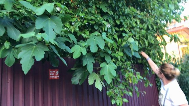 Четвертый день отдыха 11,06. Нагулялись, поранились и встретили жителя.