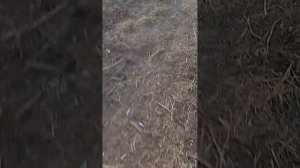 VID_20260403_175459.mp4