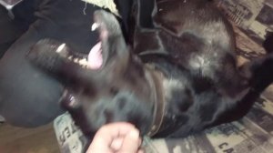 Чибо  Жил Был Пёс 🐕 Моя Жизнь  Кино 🎬 Музей Псов