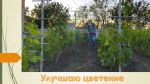 Виноград зацветает и чтобы меньше осыпалось завязи, надо ему помочь. Стимуляция цветения