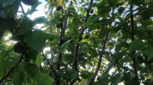 Очередной ,, кусочек,, лучшего сада Хакасии. Саяногорск