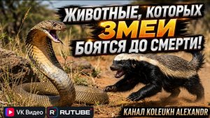 Животные, которых змеи БОЯТСЯ ДО СМЕРТИ!