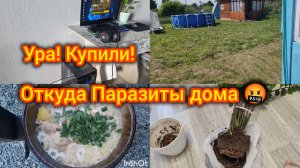 Дачно-Домашний Влог. Купили дорого. Домашние хлопоты. Откуда завелись Паразиты 🤬