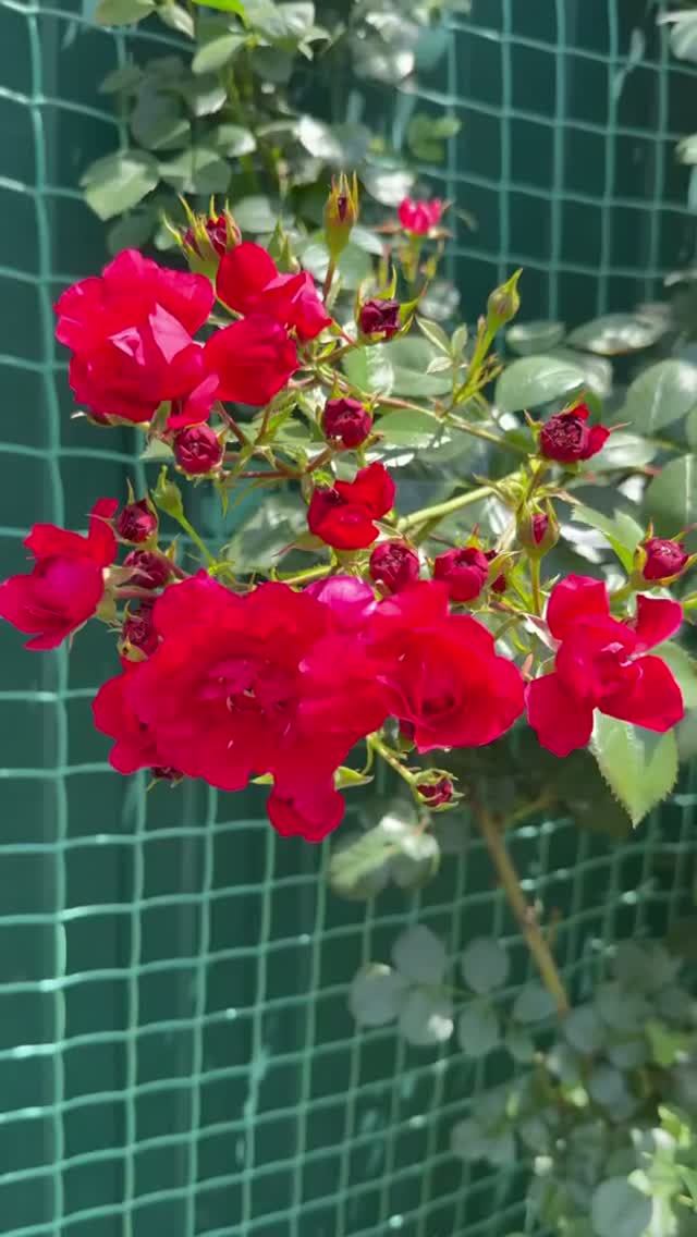 Флорентина🌺11 июня 26г🌺
