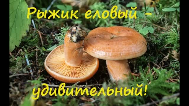 Рыжик еловый - удивительный!
