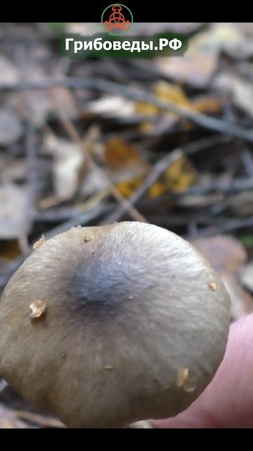 Гигрофор оливково-белый - Hygrophorus olivaceoalbus. Съедобный гриб поздней осени. смотреть онлайн