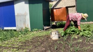Двойной посев взошел ковром. Предстоит тяжелая работа.