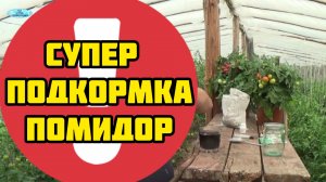 СУПЕР ПОДКОРМКА ПОМИДОР!!! Обязательно попробуйте!