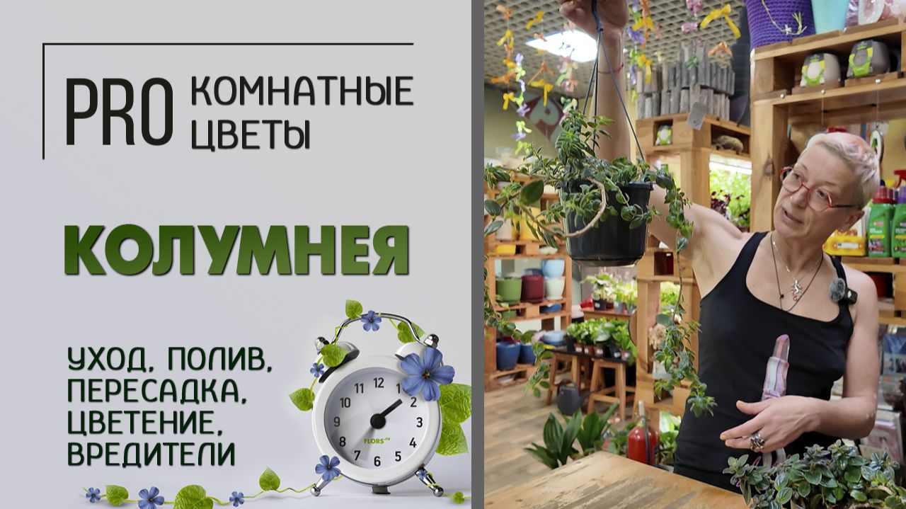 Колумнея. Про комнатное растение. Уход, полив, пересадка, цветение, вредители. Видео расследование. смотреть онлайн