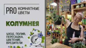 Колумнея. Про комнатное растение. Уход, полив, пересадка, цветение, вредители. Видео расследование.