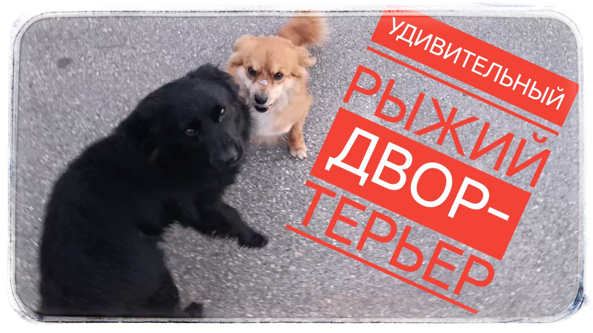 Лёгкость вопреки трудностям!  Пёс который меня удивил!