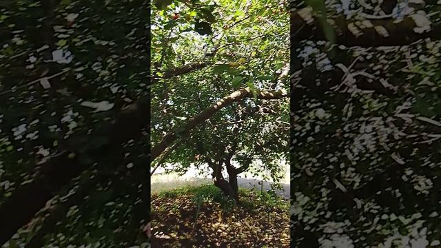 81.mp4 смотреть онлайн