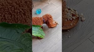 Вечерняя кормёжка Пини