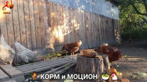 Кормление кур овощами и фруктами для зарядки и от скуки 🥗🐓🤗  (105)