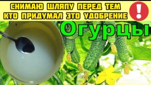 Я в шоке! Сделал так огурцы в Августе прут не остановить