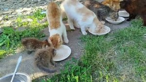 Подобрал двух котят😺🐱С днем России! 🇷🇺