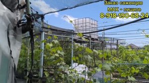 Укрытие виноградника затеняющей сеткой!!!