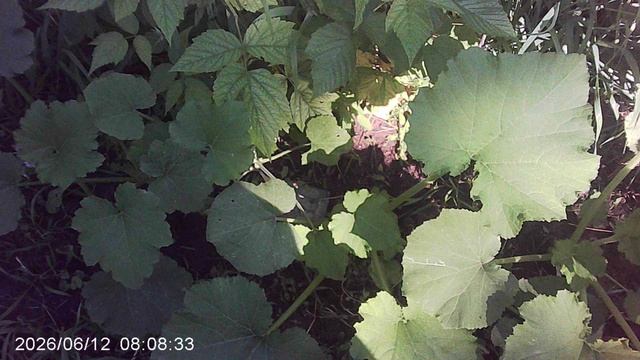 Обзор грядки с грунтовыми кабачками