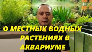 Об отечественных водных растениях в аквариуме. Общие вопросы