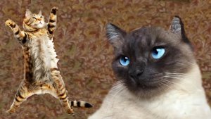 Коты-утренняя разминка