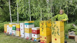 Подвожу итоги майского медосбора и изоляции пчелиных маток!