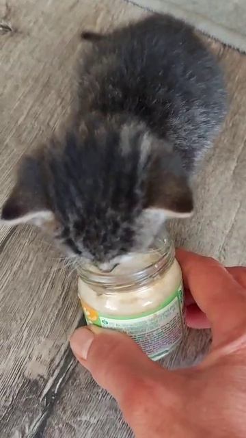 котик ест смотреть онлайн