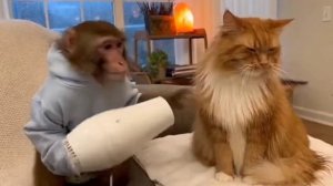Развлекательное видео . Приколы, шутки ) Обезьяна делает массаж)