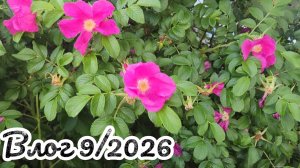 Влог 9/2026. Рондомное вязание и вышивка