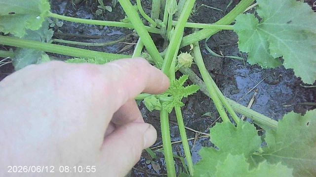 Обзор нашего второго кабачкового растения "Чёрный Красавец"
