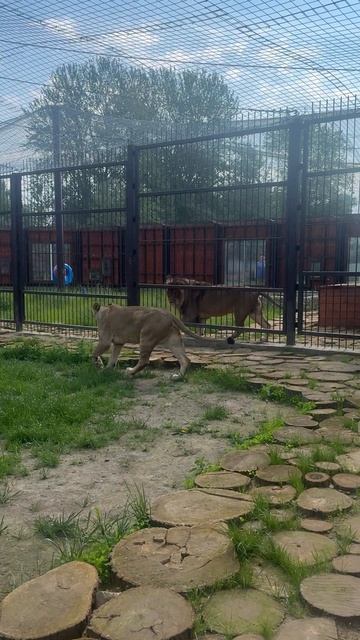 Выход царицы смотреть онлайн