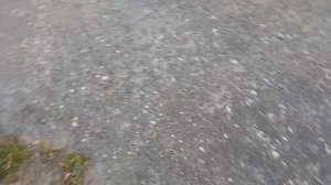 Фея и Черри 🐕 🦮
