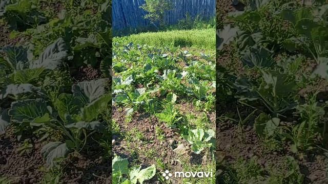 досажала цветы.опять пекло.делать не чего не охота.ждем дождей