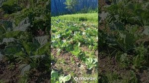 досажала цветы.опять пекло.делать не чего не охота.ждем дождей