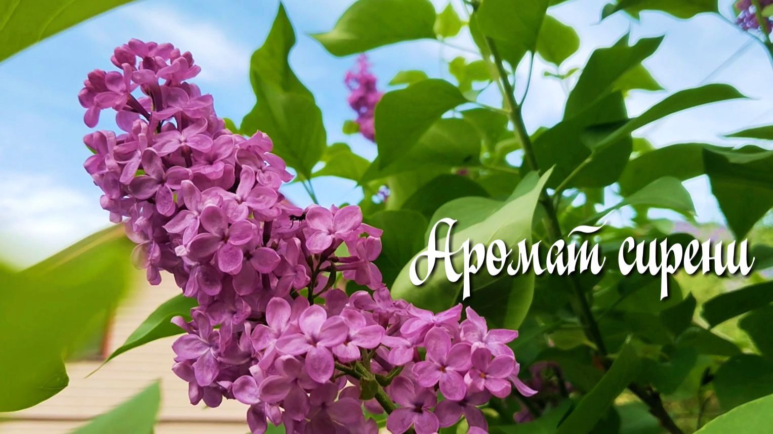 Аромат сирени.