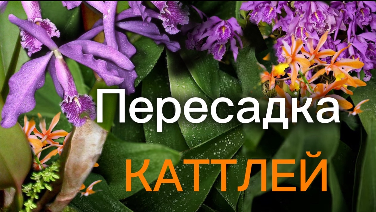 Ошибки и победы с каттлеями смотреть онлайн